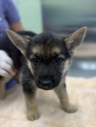 Shelter Stray Female Dog last seen Near Gilmer rd, Longview, City of, TX, 303 H G Mosley Pkwy, Longview, TX 75604, USA