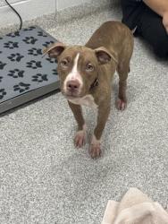 Shelter Stray Female Dog last seen Near Ravenwood Ave, 21213, MD, 2490 Giles Rd, Baltimore, MD 21225, USA