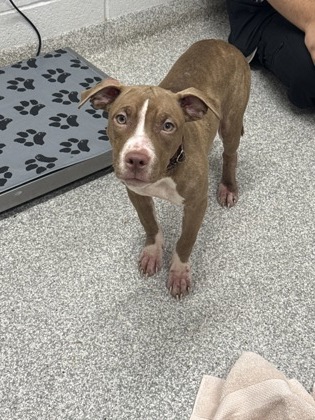 Shelter Stray Female Dog last seen Near Ravenwood Ave, 21213, MD, 2490 Giles Rd, Baltimore, MD 21225, USA