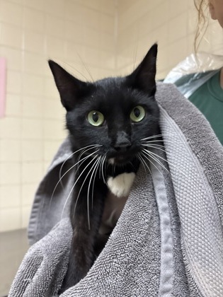 Shelter Stray Female Cat last seen Near Verde Vista Dr, Unknown, TX, 11300 Nacogdoches Rd, San Antonio, TX 78217, USA
