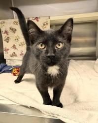 Shelter Stray Female Cat last seen Near cedley st, 21230, MD, 2490 Giles Rd, Baltimore, MD 21225, USA