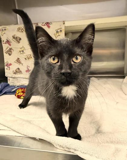 Shelter Stray Female Cat last seen Near cedley st, 21230, MD, 2490 Giles Rd, Baltimore, MD 21225, USA