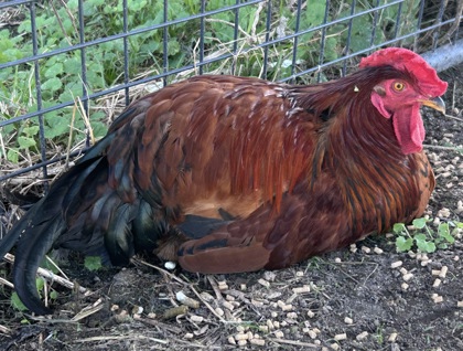 Shelter Stray Male Chicken last seen Catfish Lake Farm Rd., New Bern,, 1639 Old Airport Rd, New Bern, NC 28562, USA