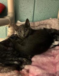 Shelter Stray Female Cat last seen Near E. 27th st, 21218, MD, 2490 Giles Rd, Baltimore, MD 21225, USA