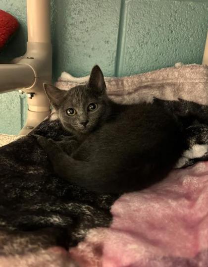 Shelter Stray Female Cat last seen Near E. 27th st, 21218, MD, 2490 Giles Rd, Baltimore, MD 21225, USA