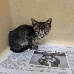 Shelter Stray Male Cat last seen Near FM 78, Converse, TX 78109, Zone 2, TX, 8755 Farm to Market 1516, Converse, TX 78109, USA