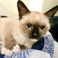 Shelter Stray Male Cat last seen , , CA, 1101 29th Ave, Oakland, CA 94601, USA