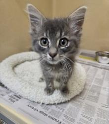 Shelter Stray Male Cat last seen Near Rolling Tree, Zone 2, TX, 8755 Farm to Market 1516, Converse, TX 78109, USA
