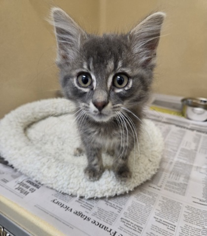 Shelter Stray Male Cat last seen Near Rolling Tree, Zone 2, TX, 8755 Farm to Market 1516, Converse, TX 78109, USA
