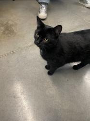 Shelter Stray Female Cat last seen Near Highland Ave, City of Eau Claire, WI, 3900 Old Town Hall Rd, Eau Claire, WI 54701, USA