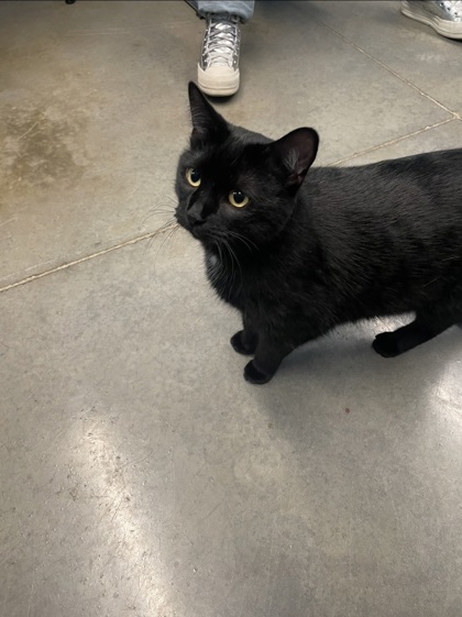 Shelter Stray Female Cat last seen Near Highland Ave, City of Eau Claire, WI, 3900 Old Town Hall Rd, Eau Claire, WI 54701, USA