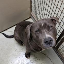 Shelter Stray Male Dog last seen Near Toner Rd, Valdosta-31606, GA, 337 Gil Harbin Industrial Blvd, Valdosta, GA 31601, USA