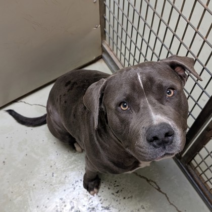 Shelter Stray Male Dog last seen Near Toner Rd, Valdosta-31606, GA, 337 Gil Harbin Industrial Blvd, Valdosta, GA 31601, USA
