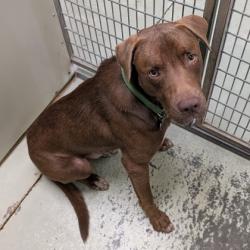 Shelter Stray Male Dog last seen Near NOTTINGHILL LANE, Valdosta-31605, GA, 337 Gil Harbin Industrial Blvd, Valdosta, GA 31601, USA