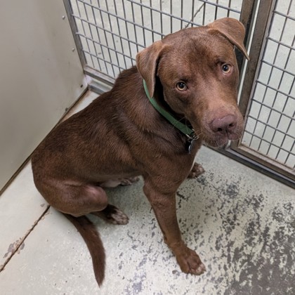 Shelter Stray Male Dog last seen Near NOTTINGHILL LANE, Valdosta-31605, GA, 337 Gil Harbin Industrial Blvd, Valdosta, GA 31601, USA