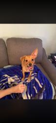 Reunited Male Dog last seen 10th St, Sparks, NV 89431, USA, Sparks, NV 89431