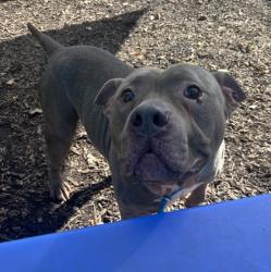 Shelter Stray Male Dog last seen Near Tudor Castle Dr, 30035, GA, 3280 Chamblee Dunwoody Rd, Chamblee, GA 30341, USA