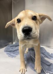 Shelter Stray Male Dog last seen , , GA, 3280 Chamblee Dunwoody Rd, Chamblee, GA 30341, USA