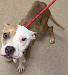 Shelter Stray Female Dog last seen Near Maypop Ln Decatur, 30035, 30035, GA, 3280 Chamblee Dunwoody Rd, Chamblee, GA 30341, USA