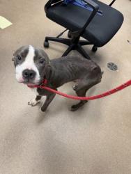 Shelter Stray Male Dog last seen Near Maypop Ln Decatur, 30035, 30035, GA, 3280 Chamblee Dunwoody Rd, Chamblee, GA 30341, USA
