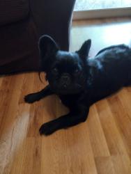 Lost Female Dog last seen East 35th Street, Lorain, OH 44055