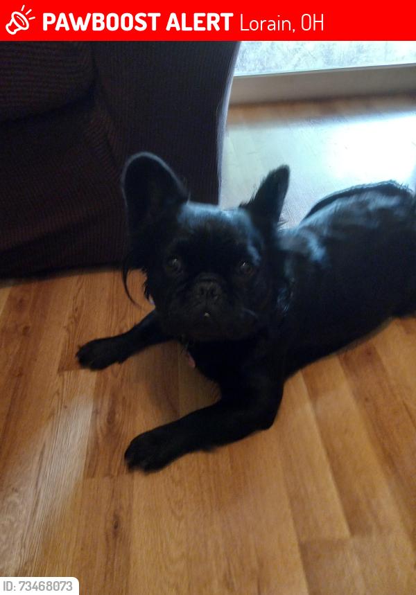 Lost Female Dog last seen East 35th Street, Lorain, OH 44055