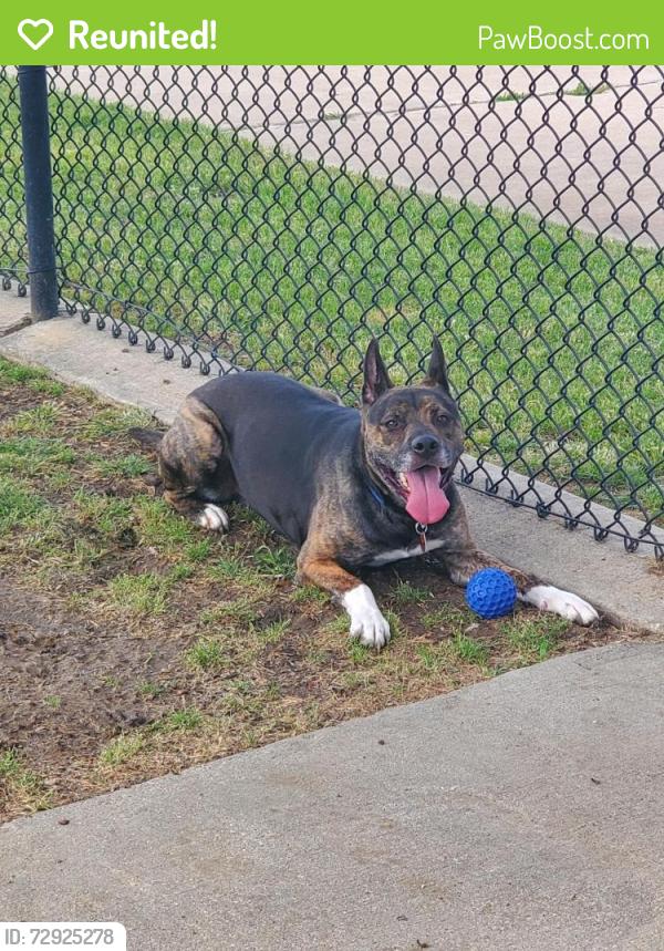 Reunited Male Dog last seen S Hulen St and Sycamore School Rd, Fort Worth, TX 76133