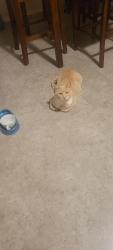 Reunited Male Cat last seen Burnell, Lemon Grove, CA 91945