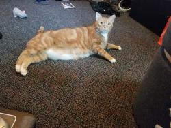 Reunited Male Cat last seen s Arlington and Locust lane, Harrisburg, PA 17109