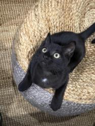 Reunited Female Cat last seen Townhouse 19752 55a Ave, Langley, BC V3A 3X1