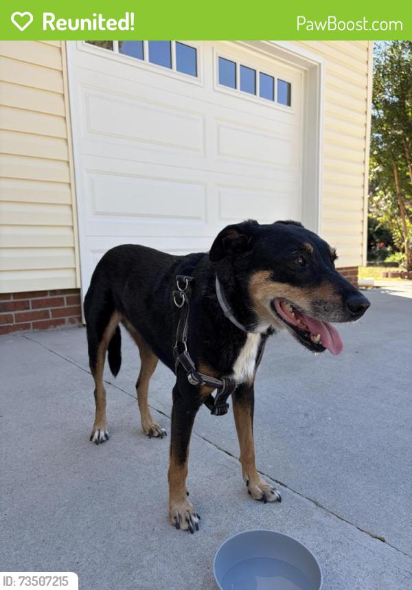 Reunited Female Dog last seen Off of Phillips Rd, Greer, SC 29650