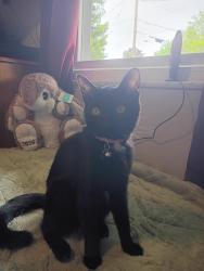 Lost Female Cat last seen Ally cat, Cincinnati, OH 45227