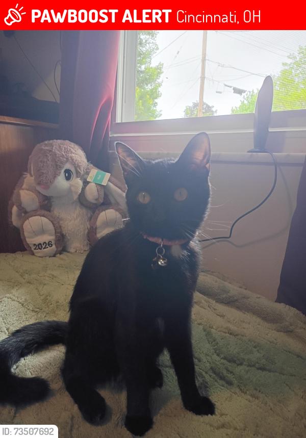 Lost Female Cat last seen Ally cat, Cincinnati, OH 45227