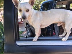 Reunited Male Dog last seen Near parkway dr la mesa cal, La Mesa, CA 91942