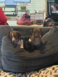 Reunited Female Dog last seen She dug a hole in our backyard and got out., Fort Worth, TX 76118