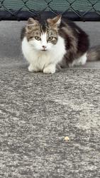 Found/Stray Unknown Cat last seen on nathan drive next to the bakery, Campbellfield, VIC 3061