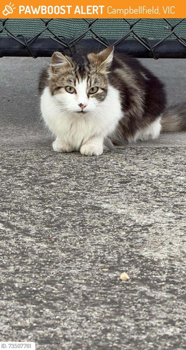 Found/Stray Unknown Cat last seen on nathan drive next to the bakery, Campbellfield, VIC 3061