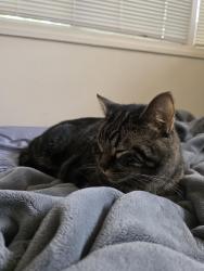 Reunited Male Cat last seen Laguna Pl, Mohawk Dr, Boulder, CO 80303