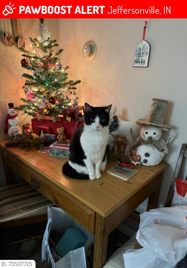Lost Male Cat last seen Our hse near Perrin Park, Jeffersonville, IN 47130