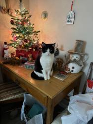 Lost Male Cat last seen Our hse near Perrin Park, Jeffersonville, IN 47130