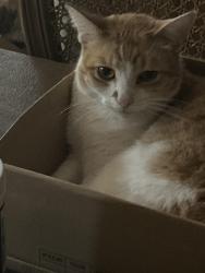 Lost Male Cat last seen Arnaz, Ojai, CA 93023
