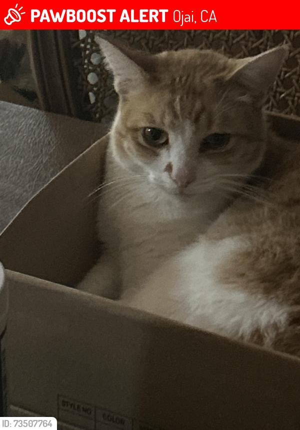 Lost Male Cat last seen Arnaz, Ojai, CA 93023
