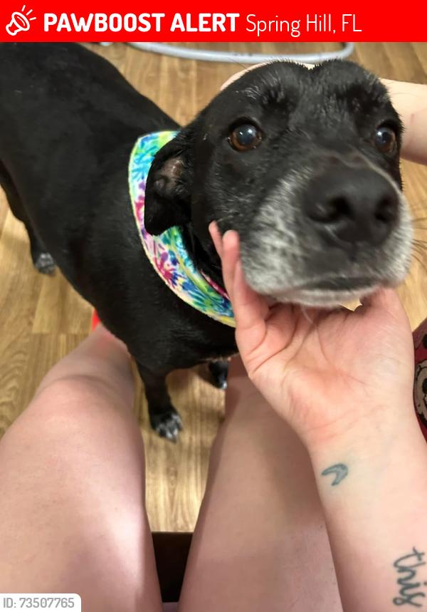 Lost Female Dog last seen Haddock rd, Spring Hill, FL 34610