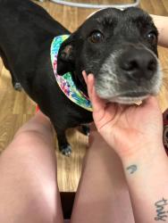 Lost Female Dog last seen Haddock rd, Spring Hill, FL 34610