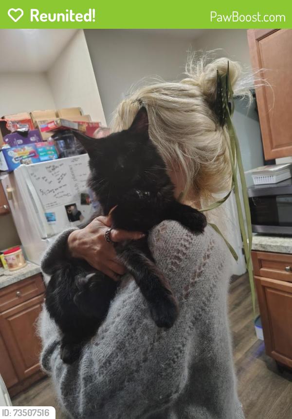 Reunited Male Cat last seen Near exeter St Lowell Massachusetts 01850, Lowell, MA 01854