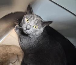Shelter Stray Male Cat last seen Near Davidson Avenue, BRONX, NY, 10453, 326 E 110th St, New York, NY 10029, USA