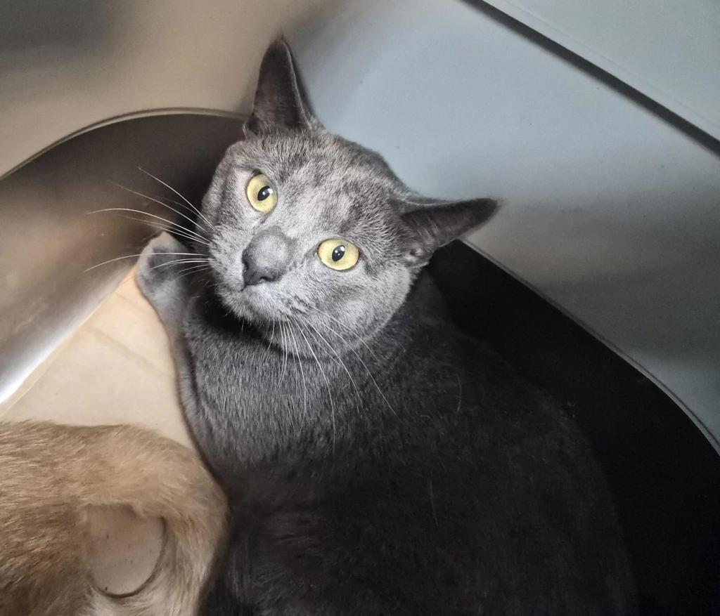 Shelter Stray Male Cat last seen Near Davidson Avenue, BRONX, NY, 10453, 326 E 110th St, New York, NY 10029, USA