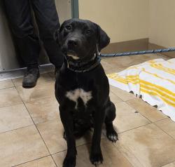 Shelter Stray Female Dog last seen 162nd and Powell, PORTLAND, OR, 97236, 1700 W Historic Columbia River Hwy, Troutdale, OR 97060, USA