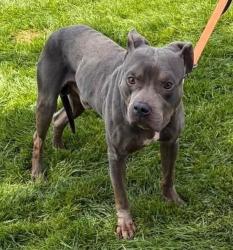 Shelter Stray Male Dog last seen MD, 411 Maxwell Frye Rd, Millersville, MD 21108, USA