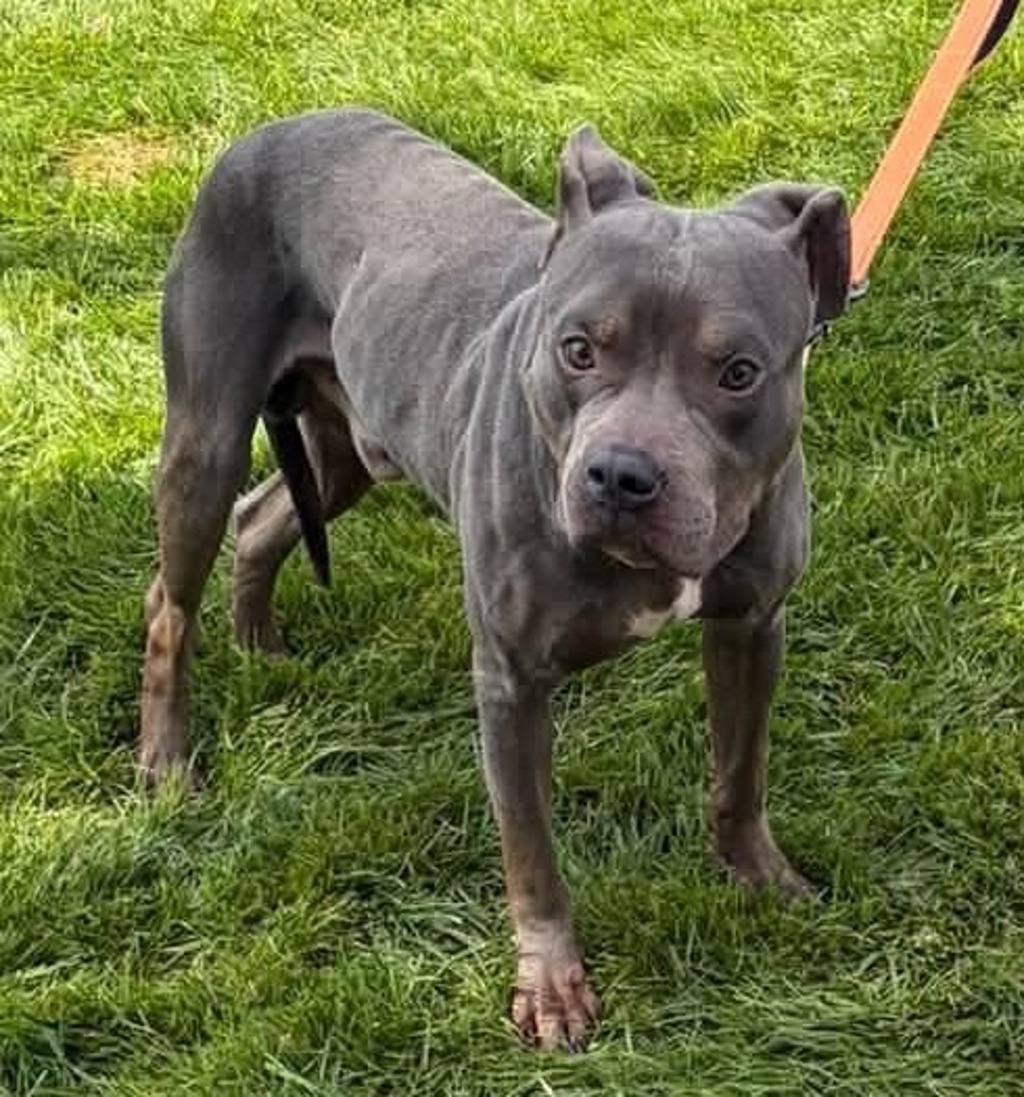 Shelter Stray Male Dog last seen MD, 411 Maxwell Frye Rd, Millersville, MD 21108, USA